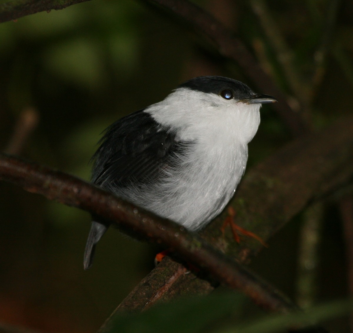 White-bearded Manakin - ML29882151