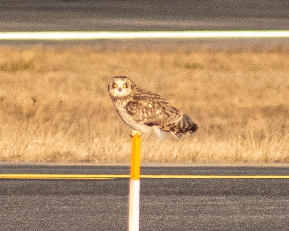 Short-eared Owl - Erika Berry