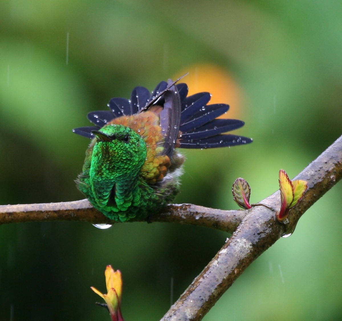 Copper-rumped Hummingbird - ML29882261