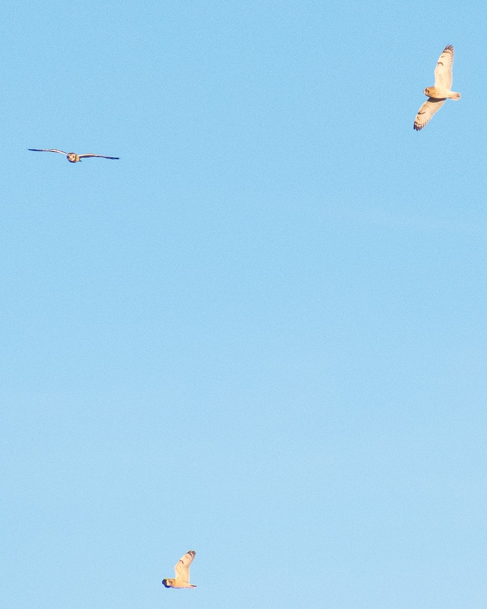 Short-eared Owl - ML298822721