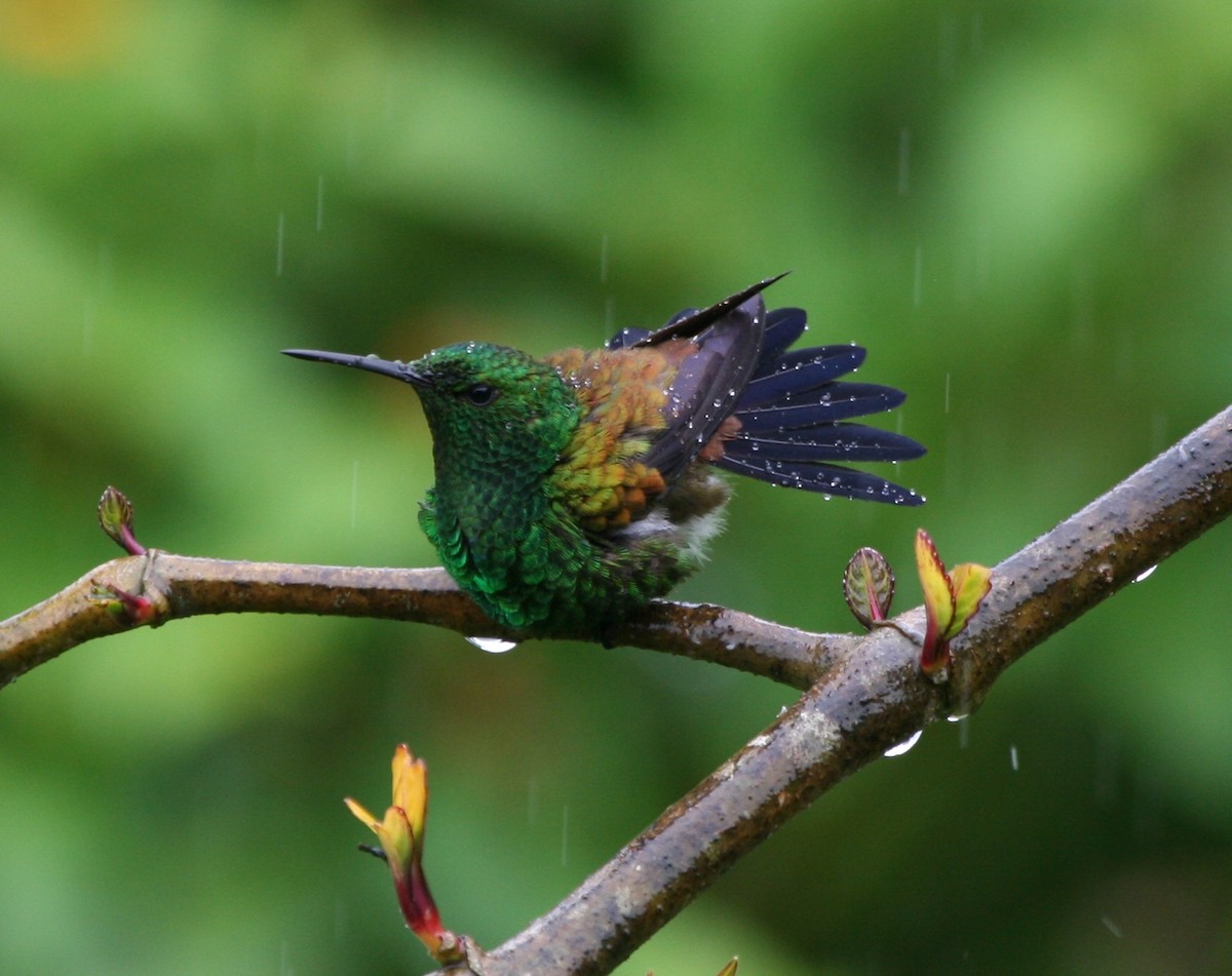 Copper-rumped Hummingbird - ML29882281