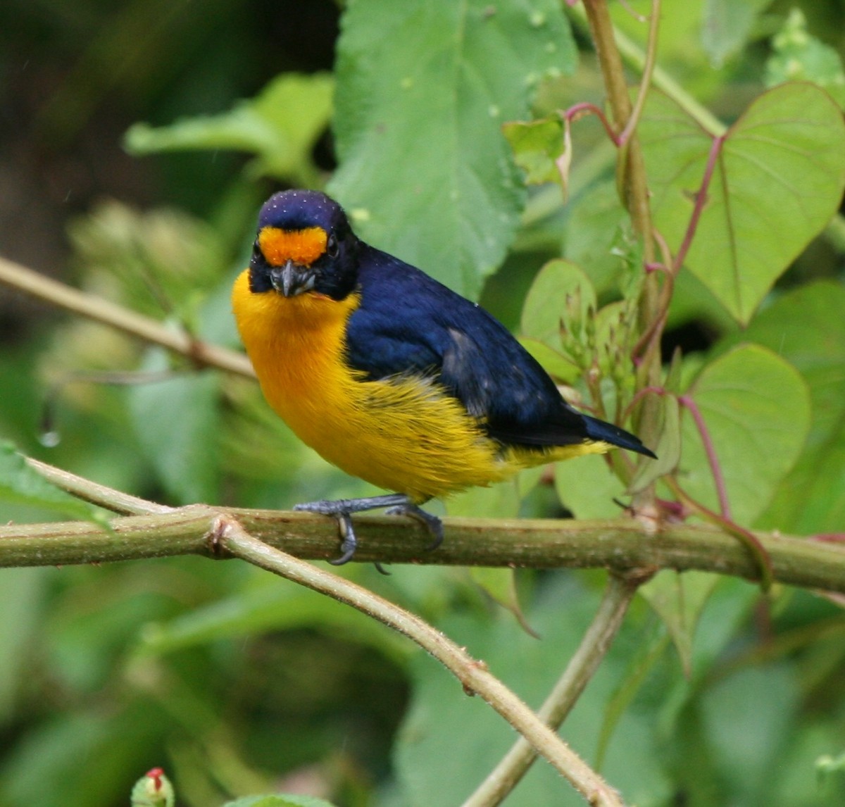 Violaceous Euphonia - ML29882311