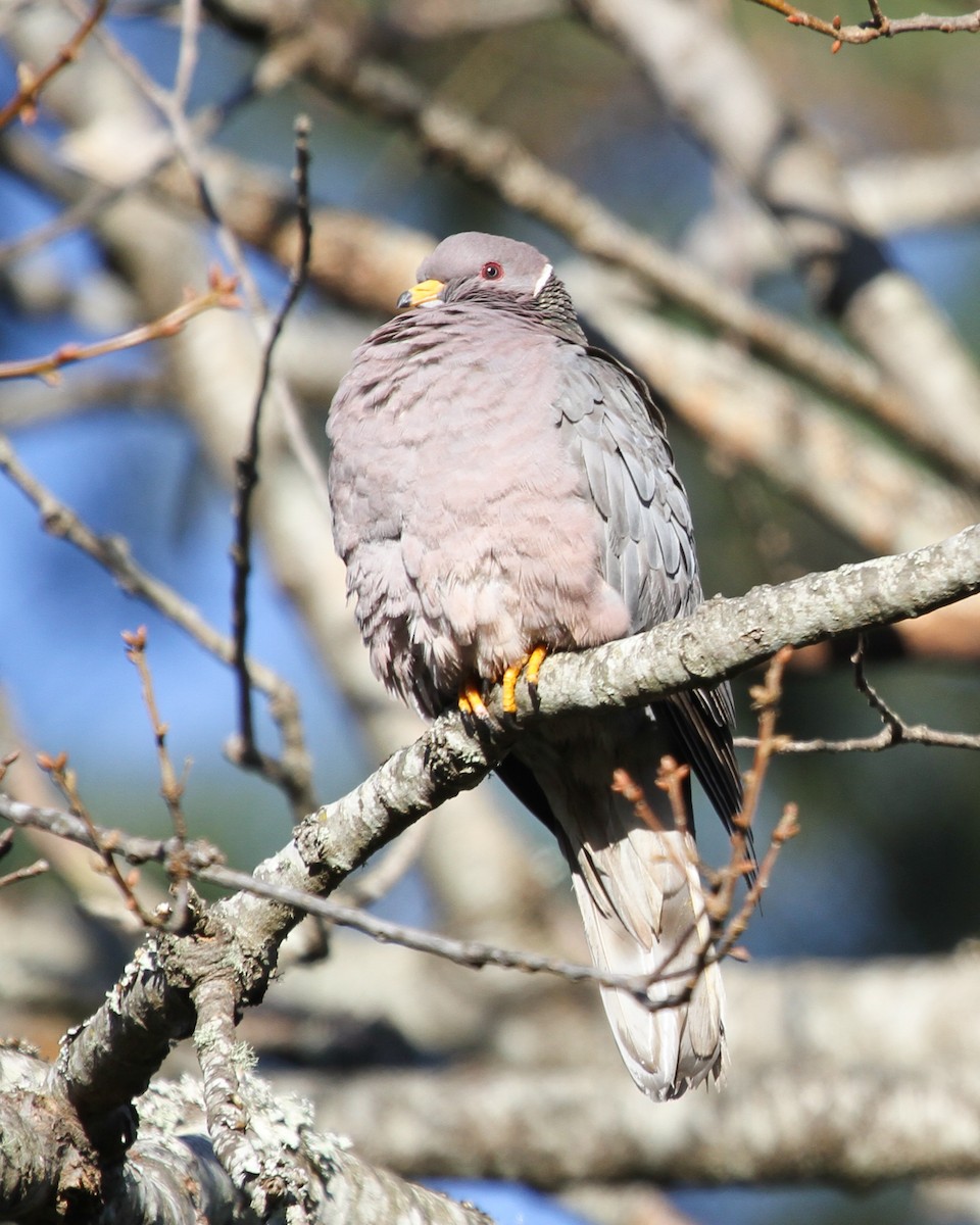 Band-tailed Pigeon - ML298825911