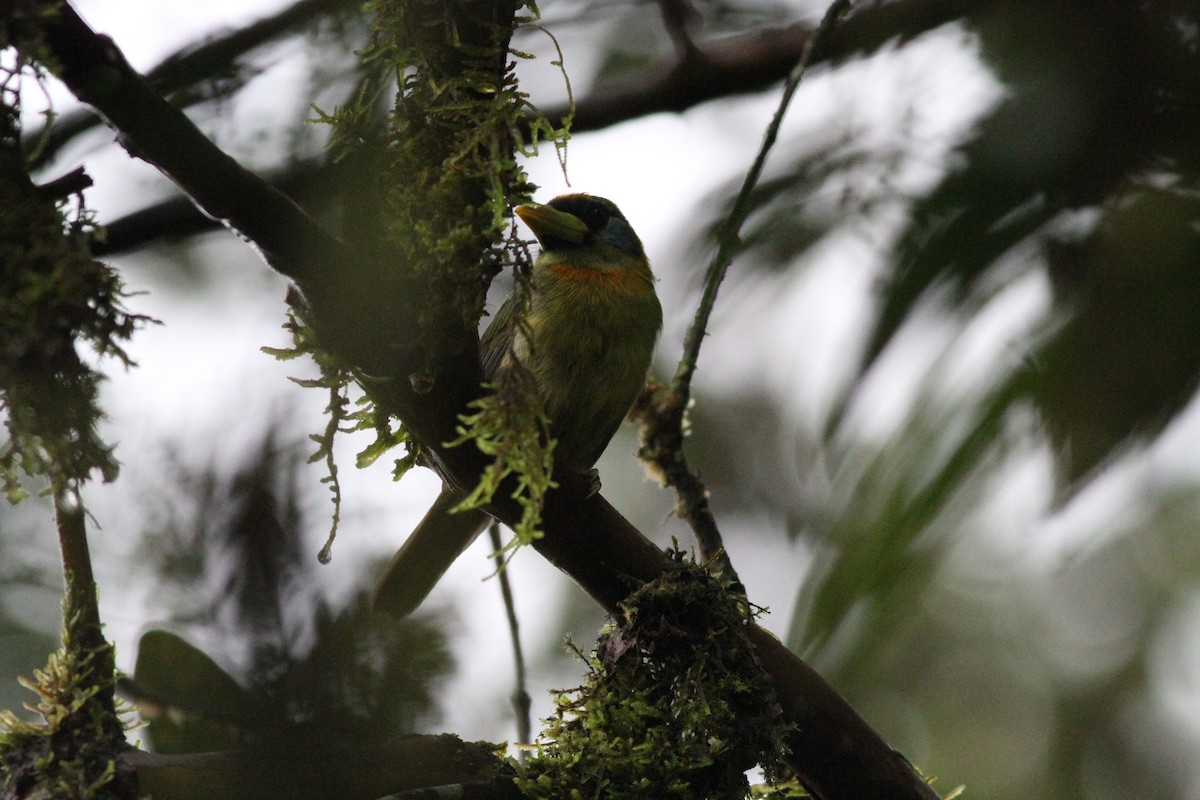 Red-headed Barbet - ML298827211