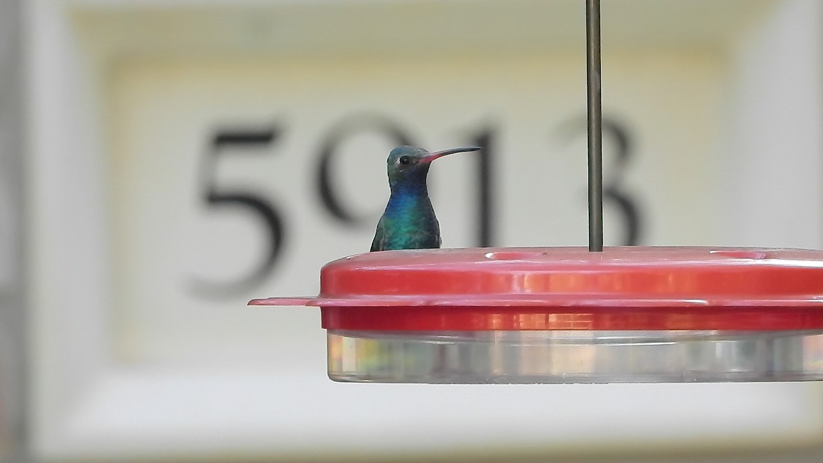 kolibřík širokozobý - ML298828041