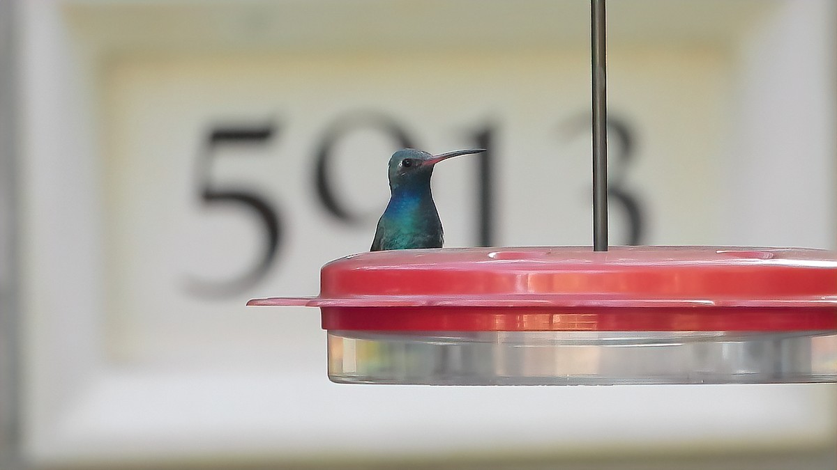 kolibřík širokozobý - ML298828101