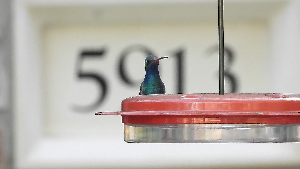kolibřík širokozobý - ML298828111