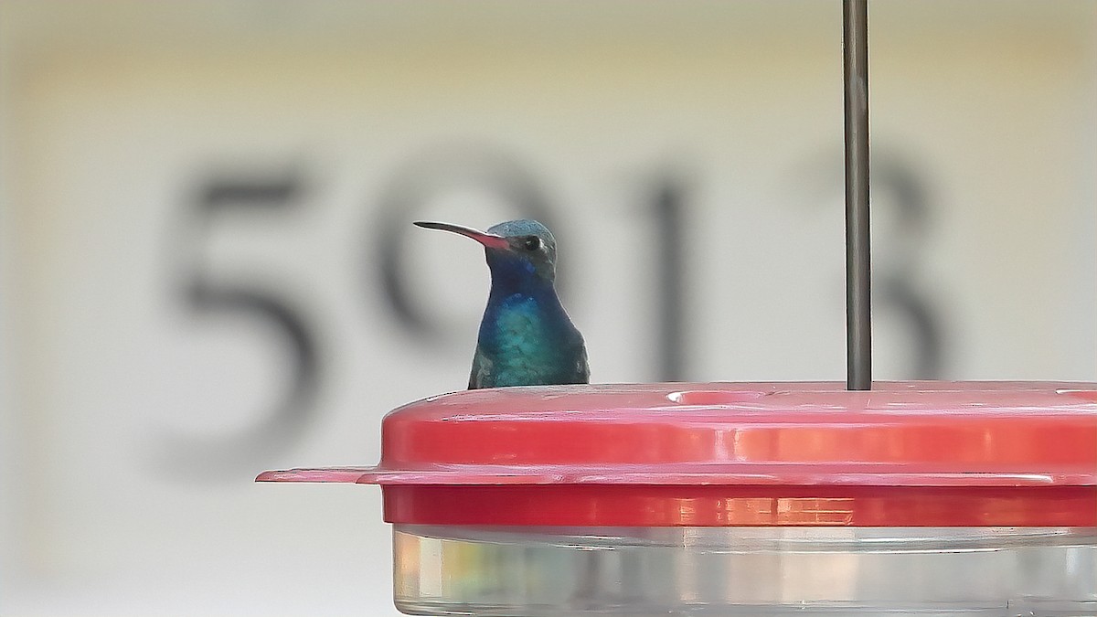kolibřík širokozobý - ML298828121