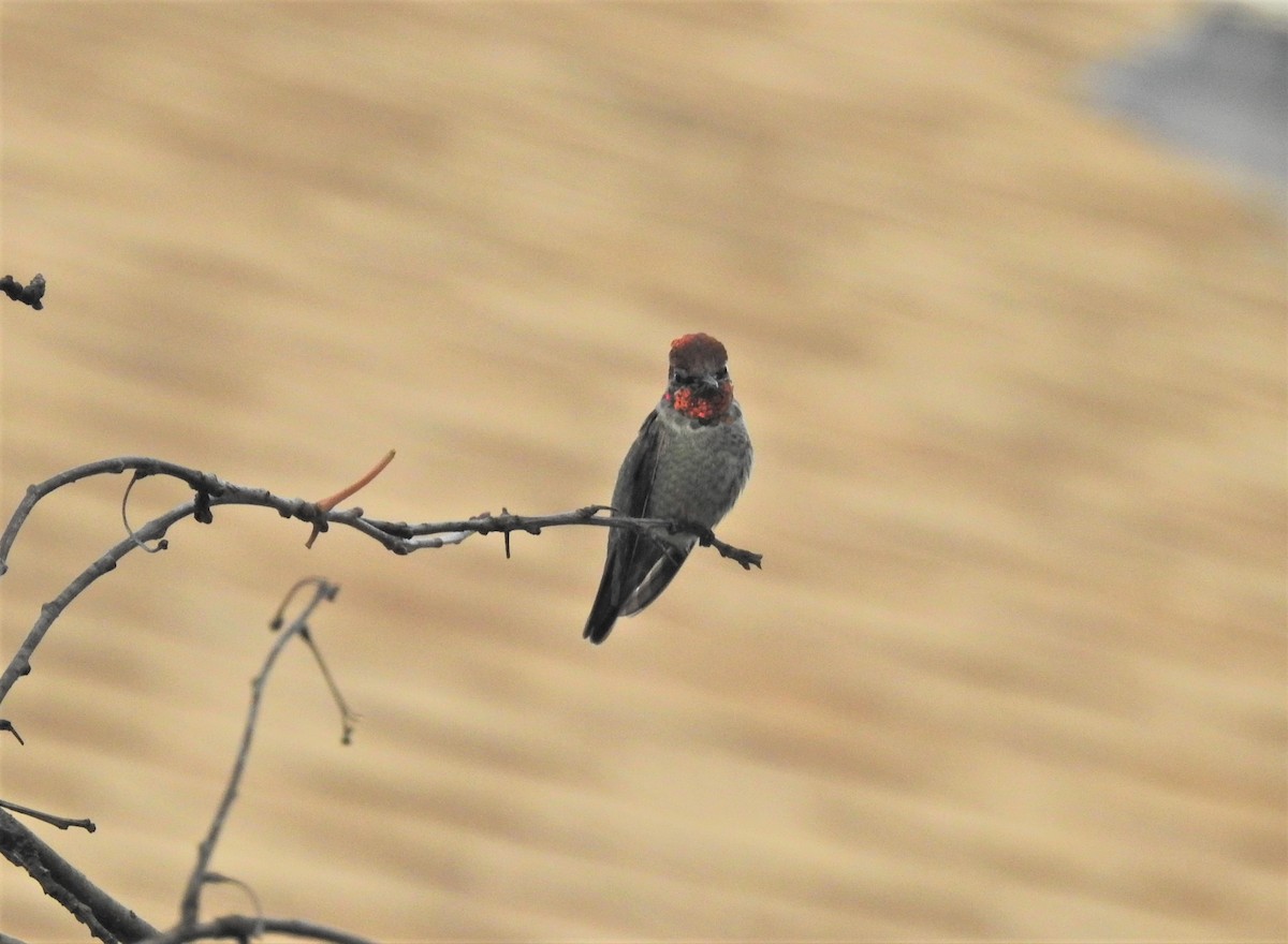 Anna's Hummingbird - ML298828251