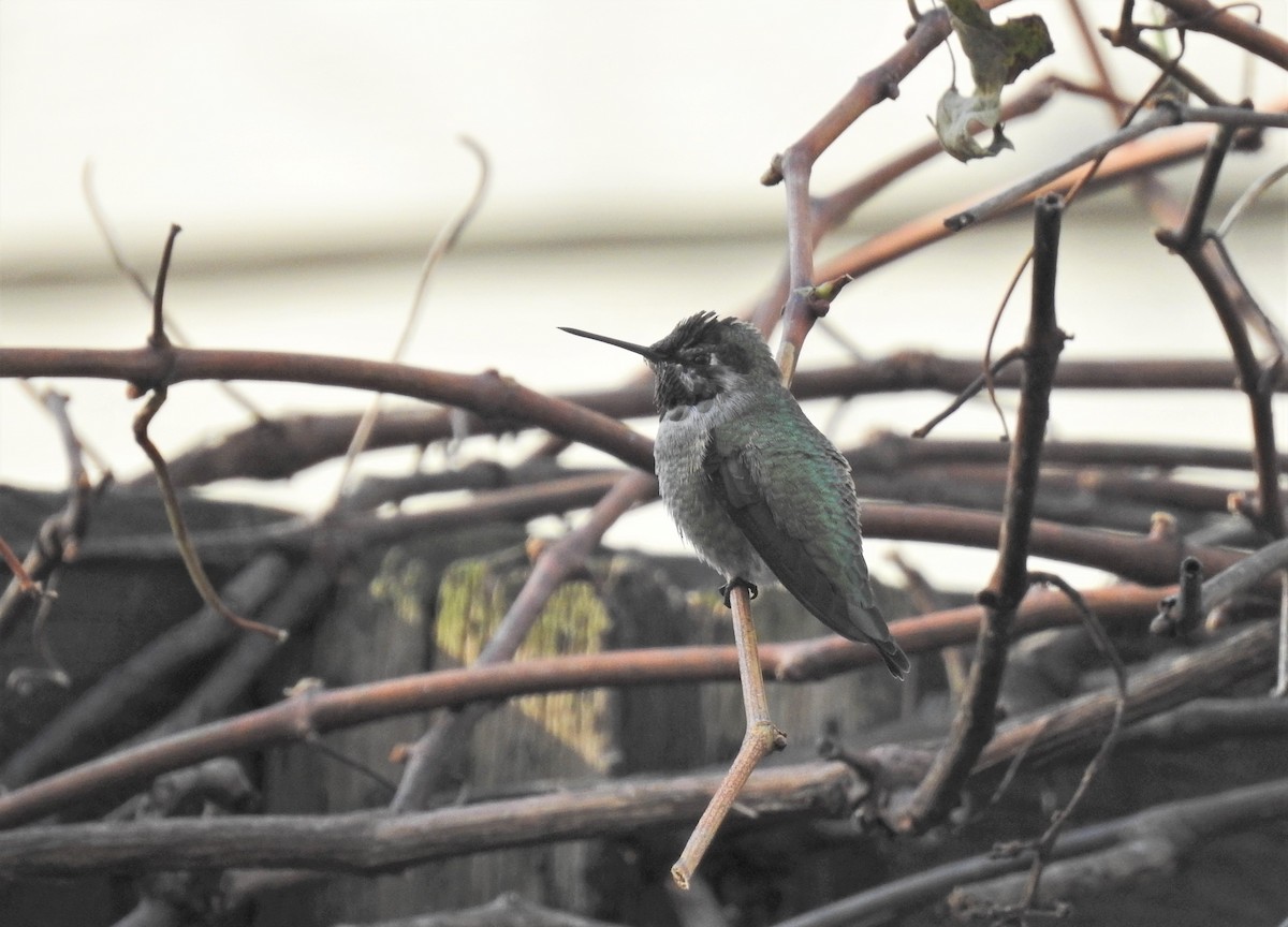 Anna's Hummingbird - ML298828331