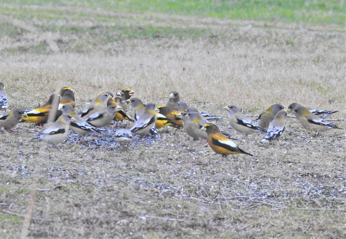 Evening Grosbeak (type 3) - ML298829781