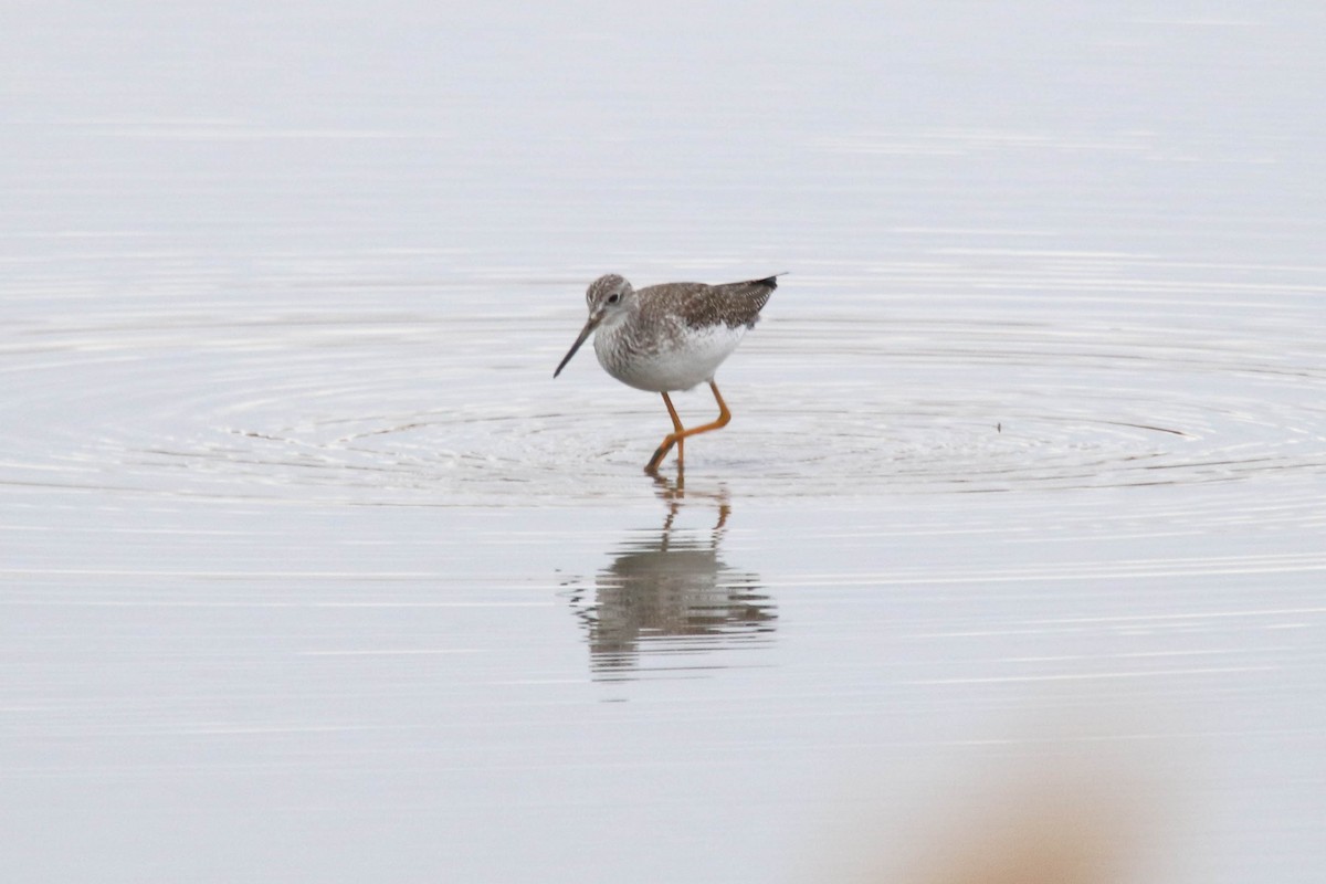 Greater Yellowlegs - Carly Farley