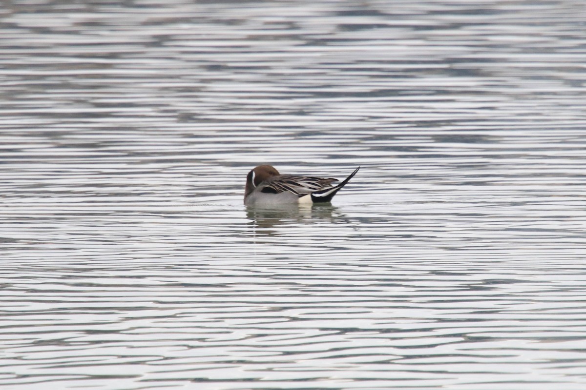 Northern Pintail - ML298830051