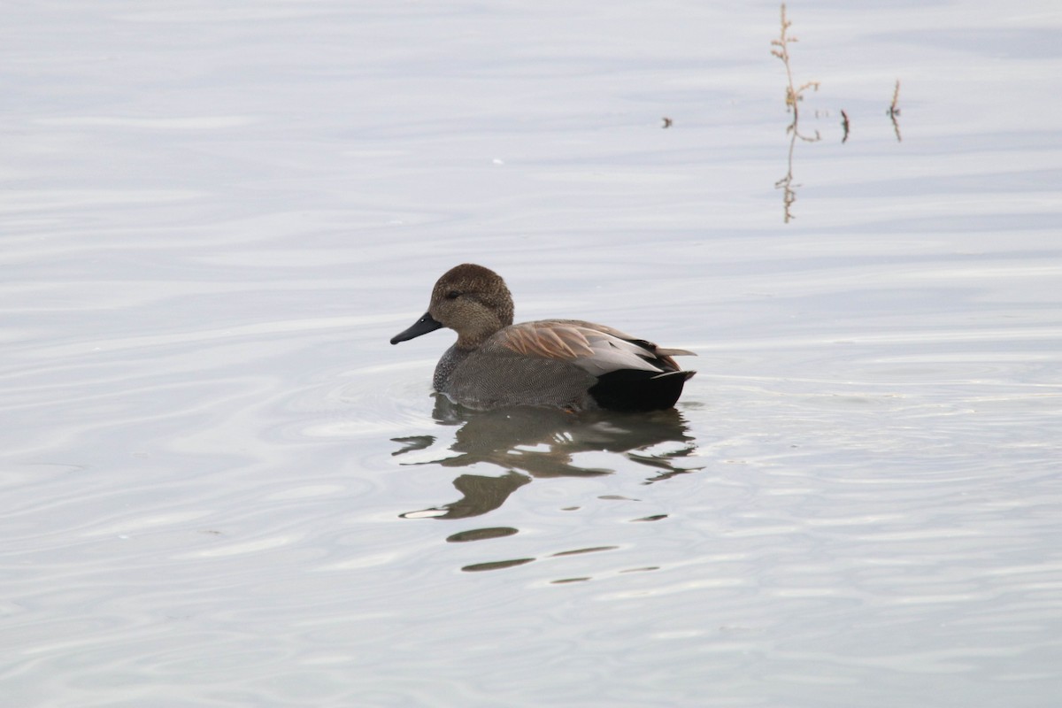 Gadwall - ML298830121