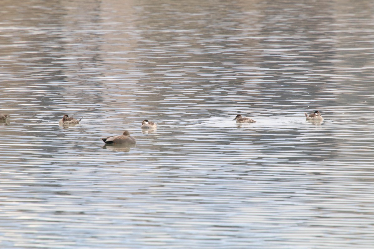 Ruddy Duck - ML298830161