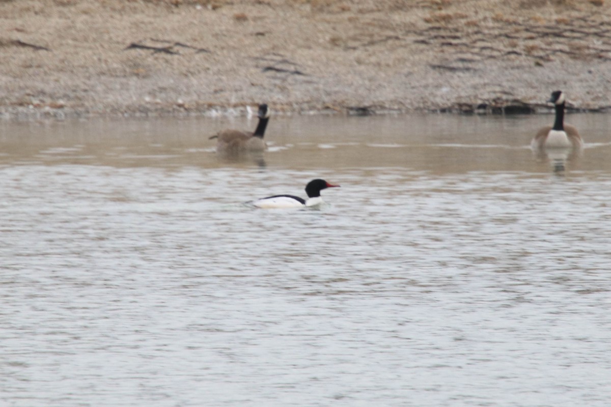 Common Merganser - Carly Farley