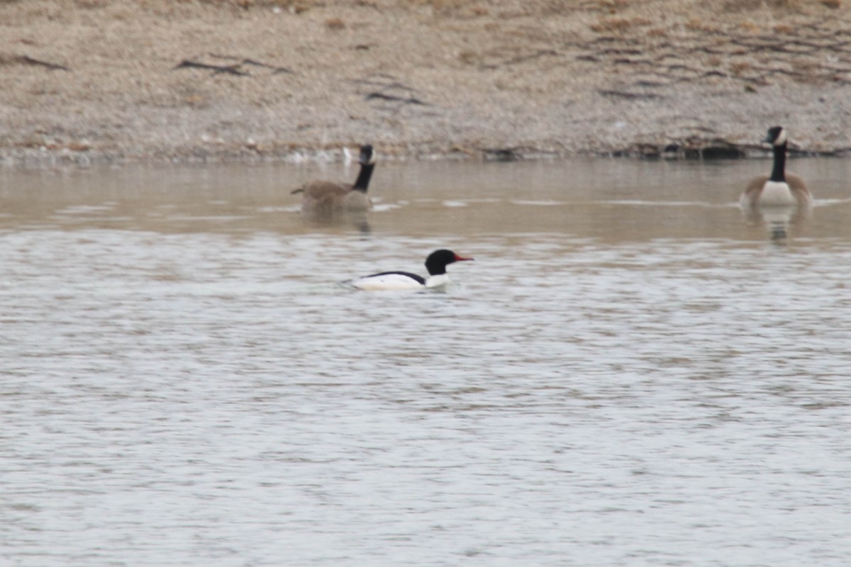 Common Merganser - ML298830181