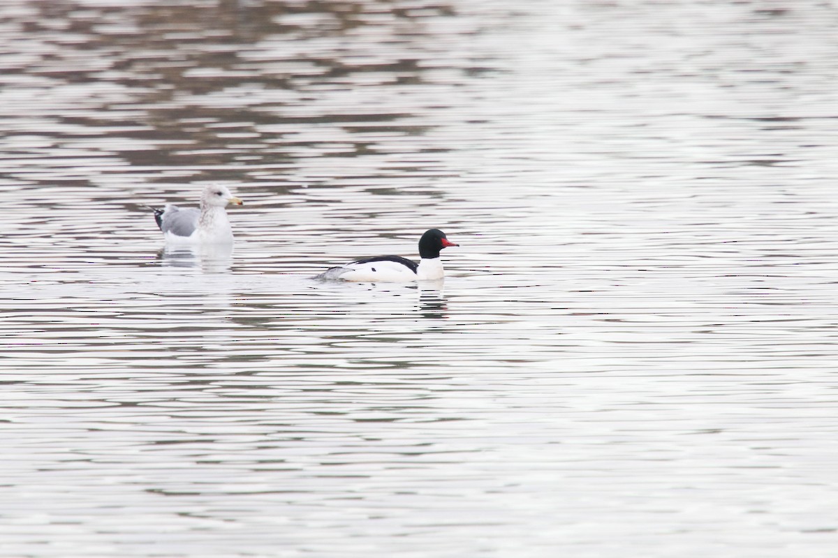 Common Merganser - Carly Farley