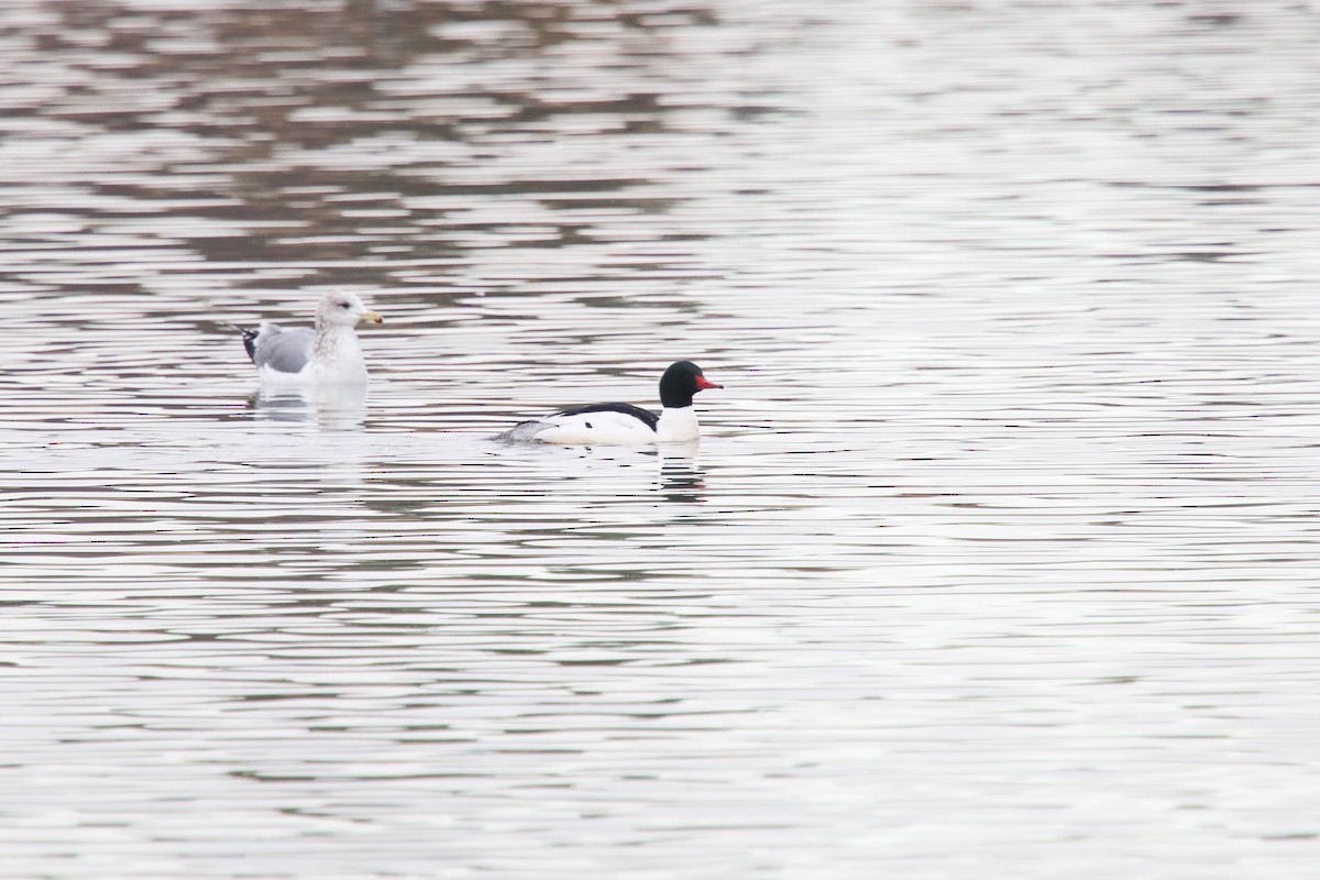 Common Merganser - ML298830211