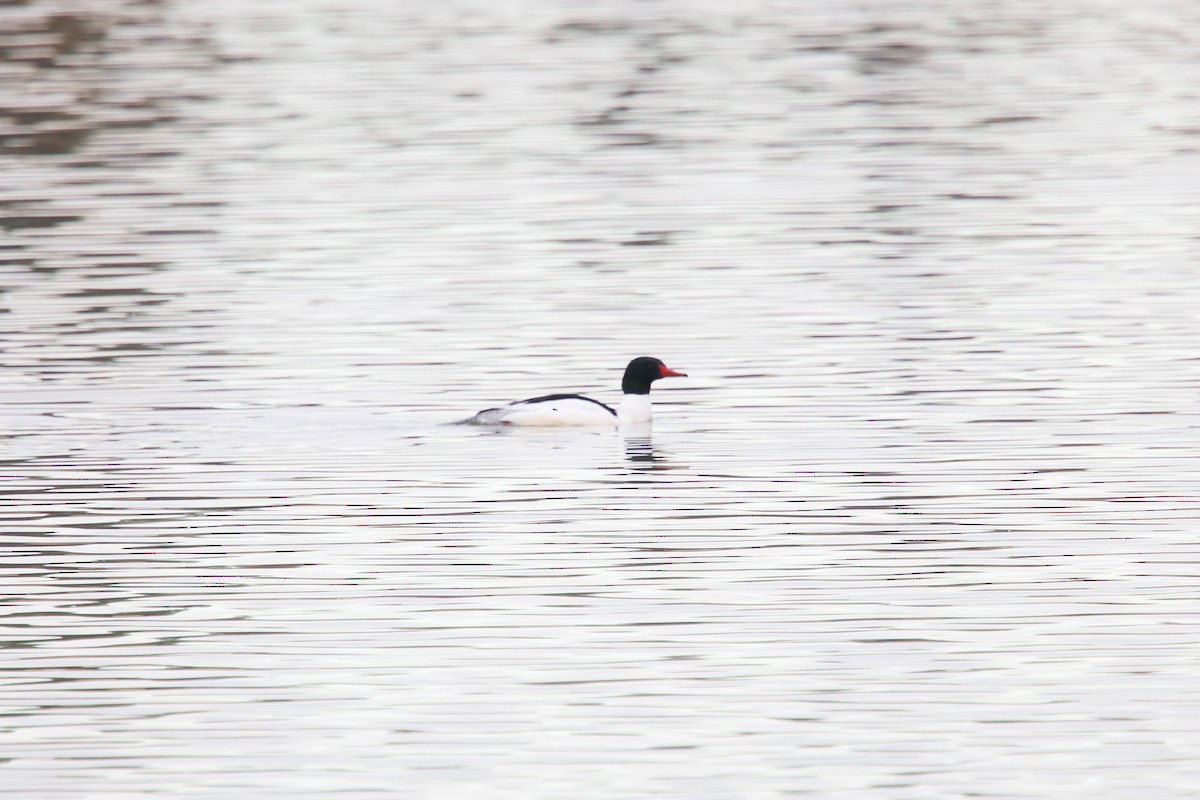 Common Merganser - ML298830231