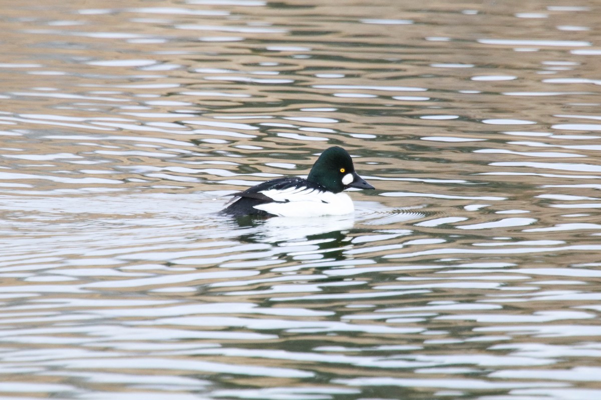 Common Goldeneye - ML298830771