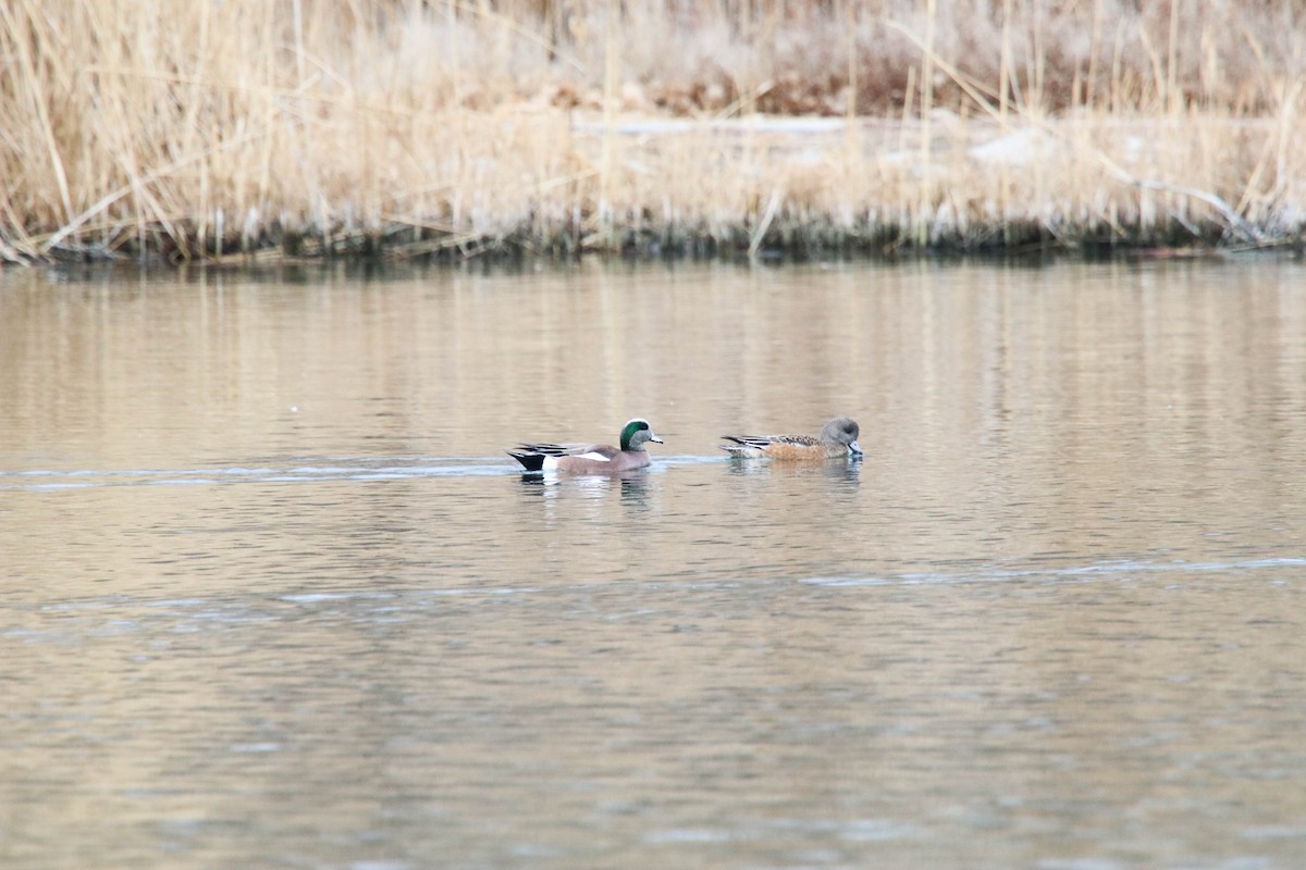 American Wigeon - ML298830831
