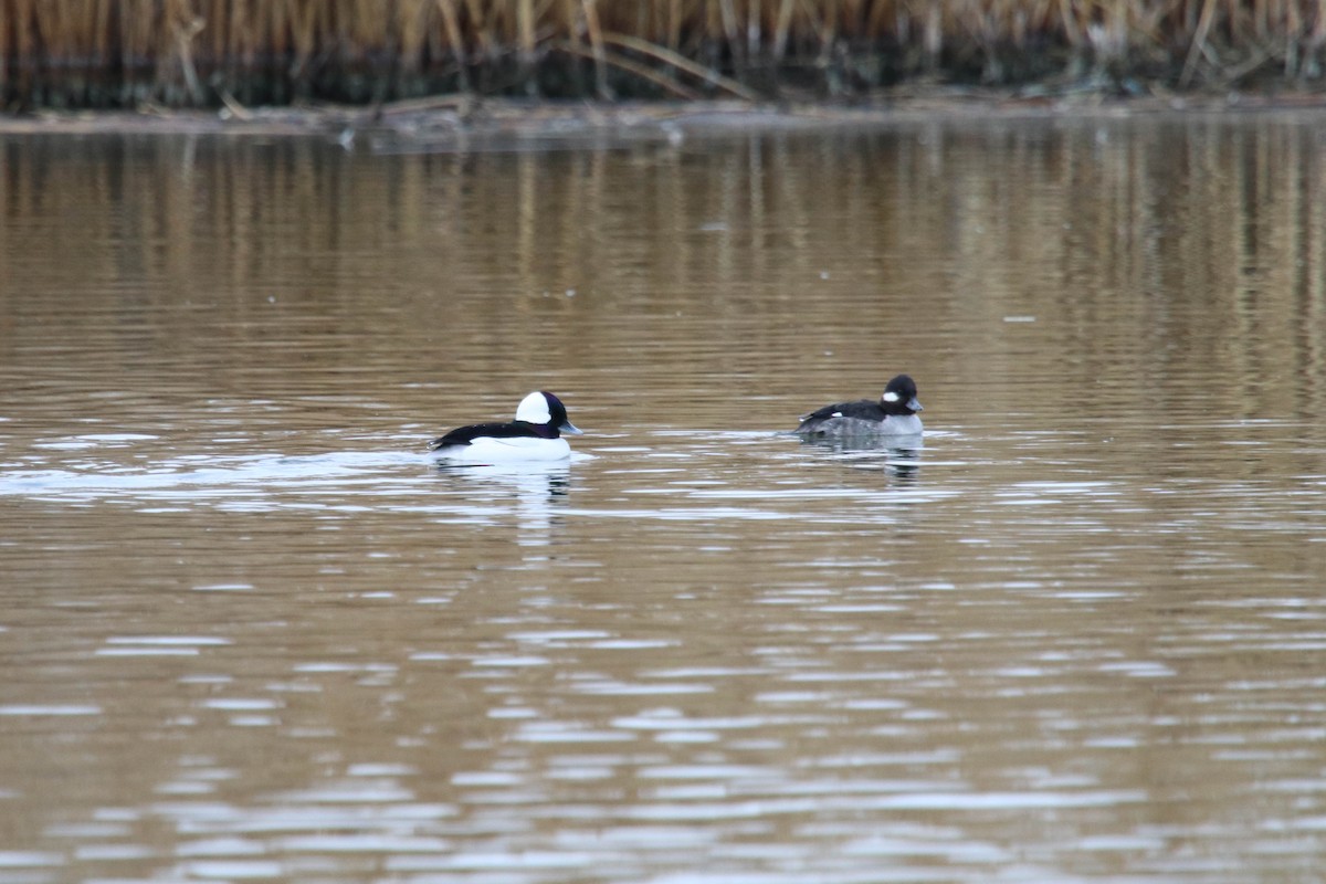 Bufflehead - ML298830871