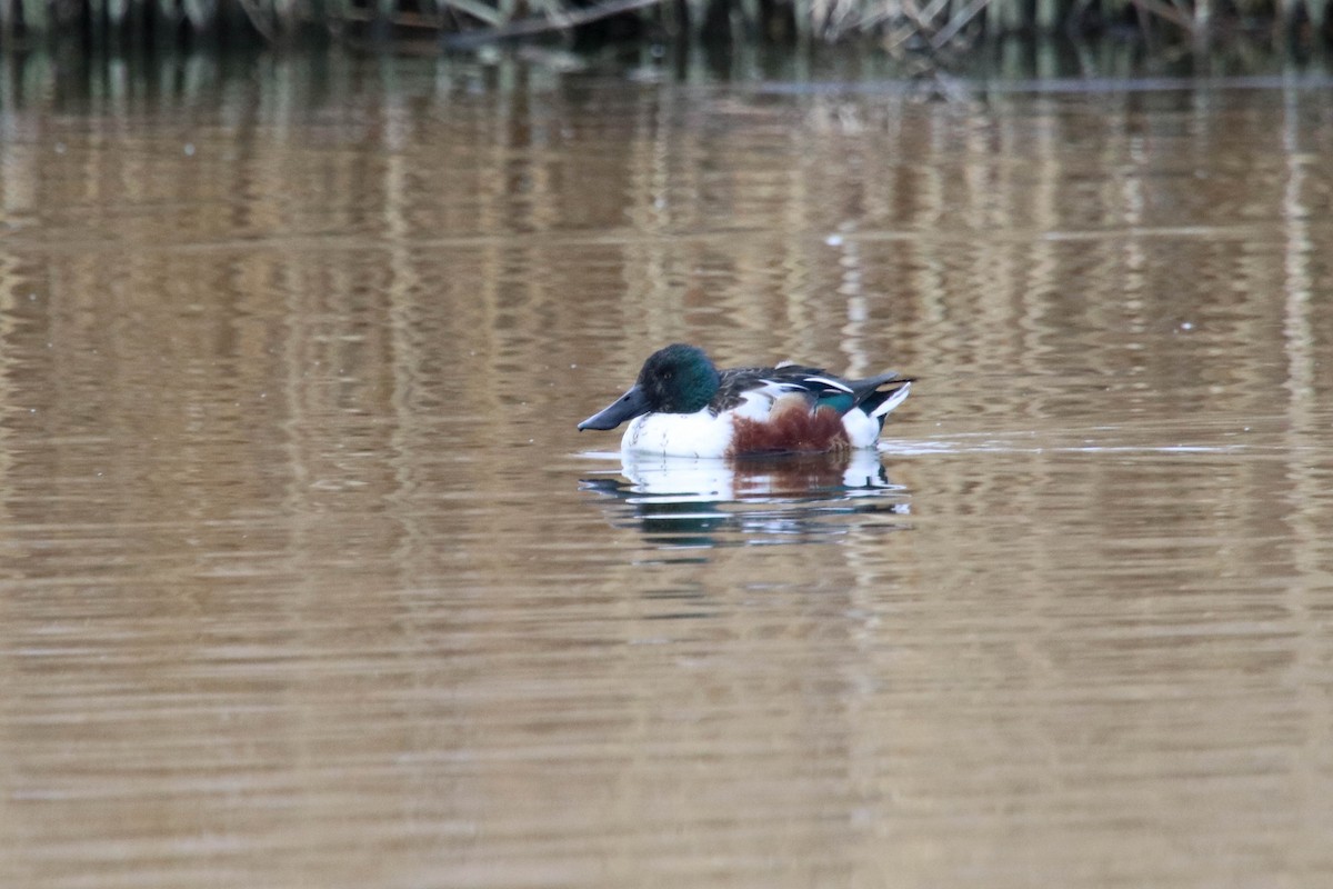 Northern Shoveler - ML298830951