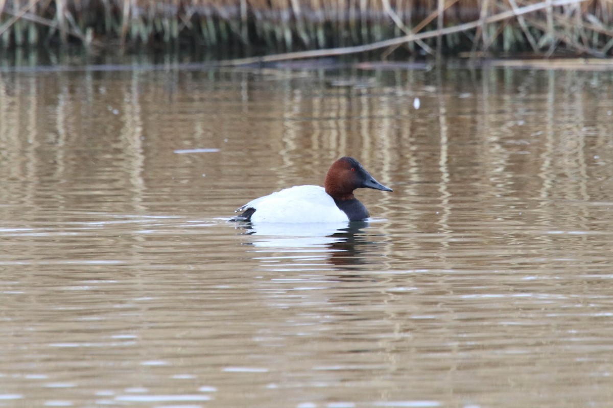 Canvasback - Carly Farley