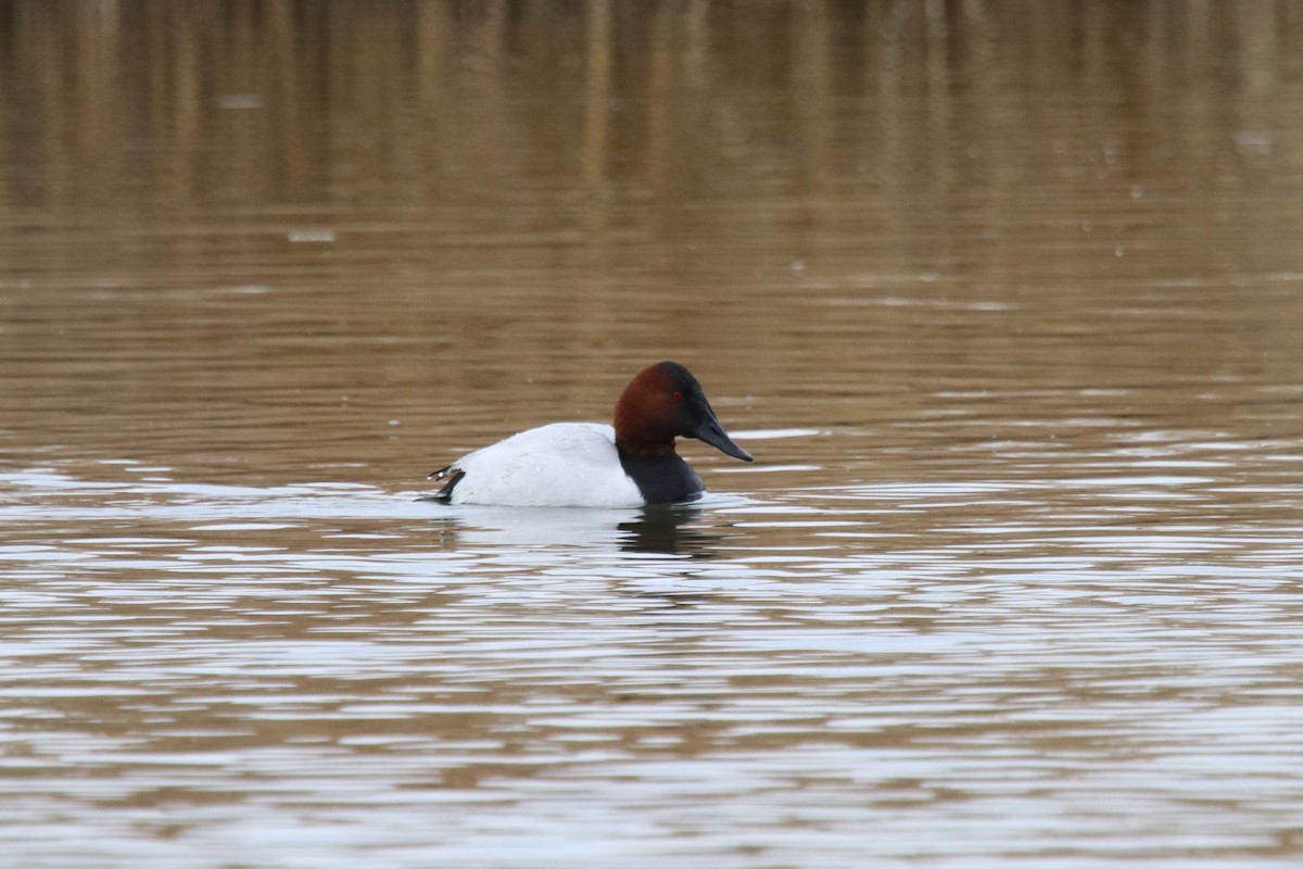 Canvasback - ML298831041