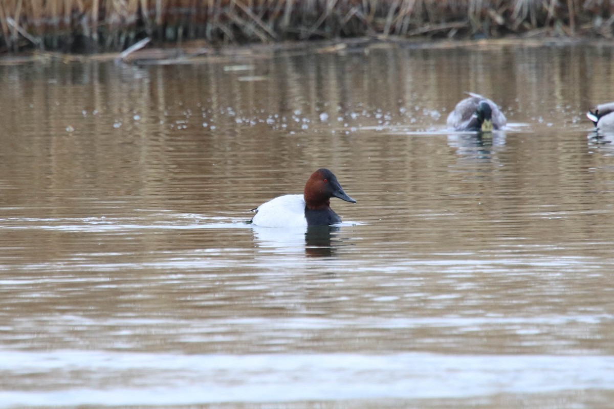 Canvasback - ML298831051