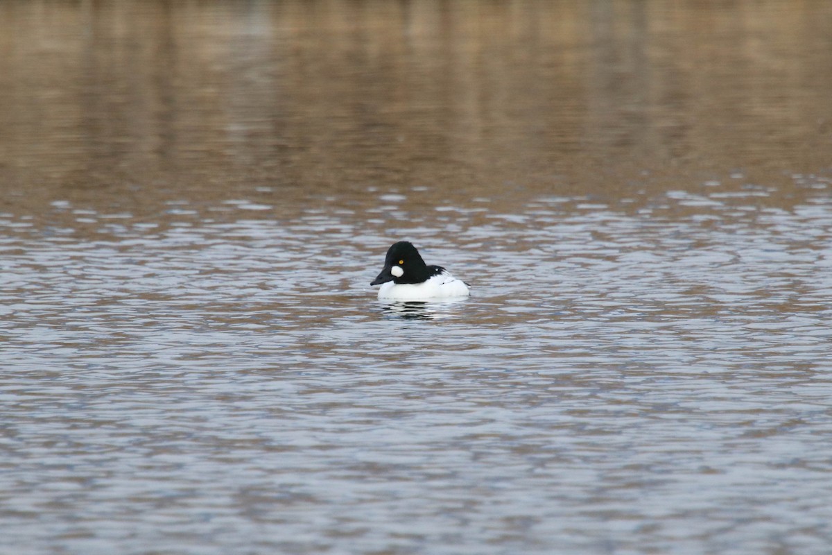 Common Goldeneye - ML298831131