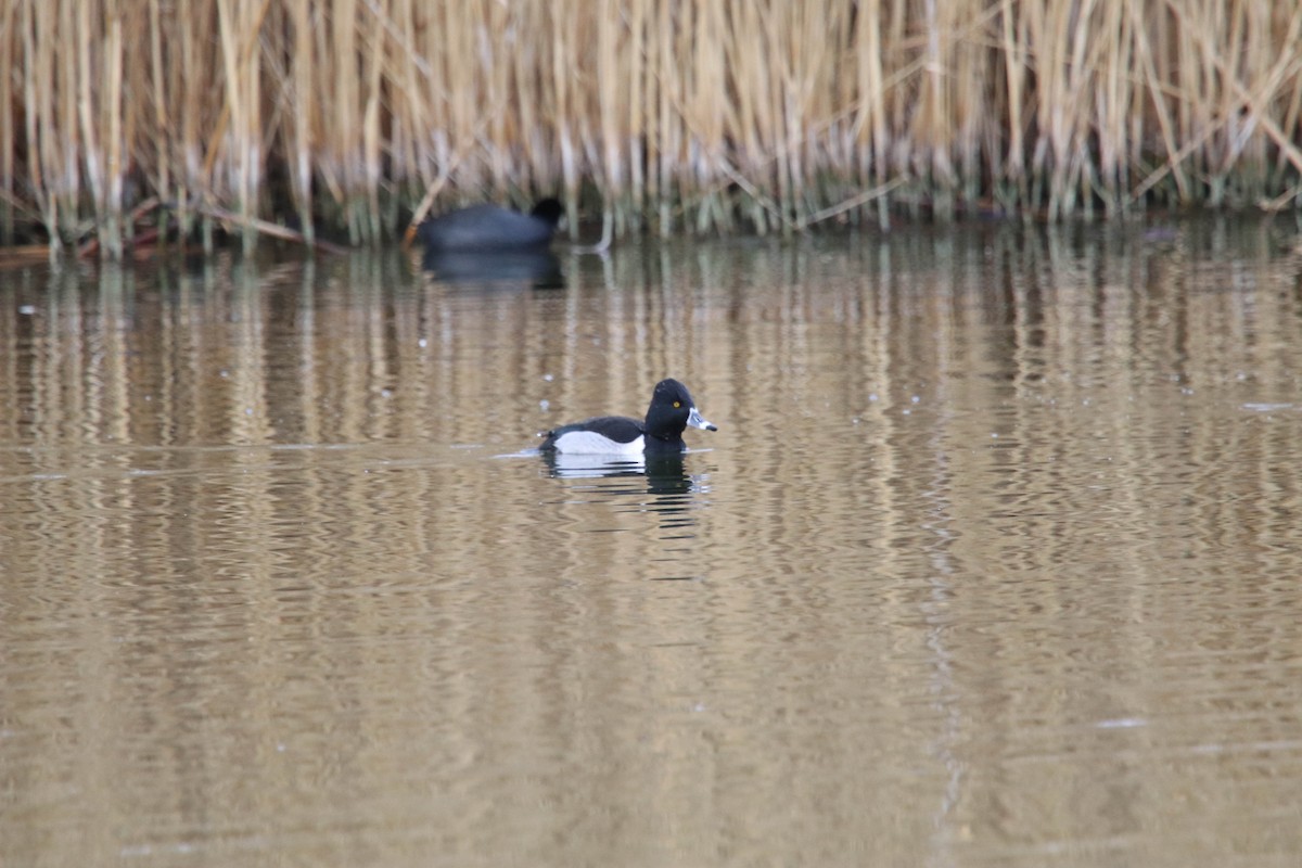 Ring-necked Duck - Carly Farley