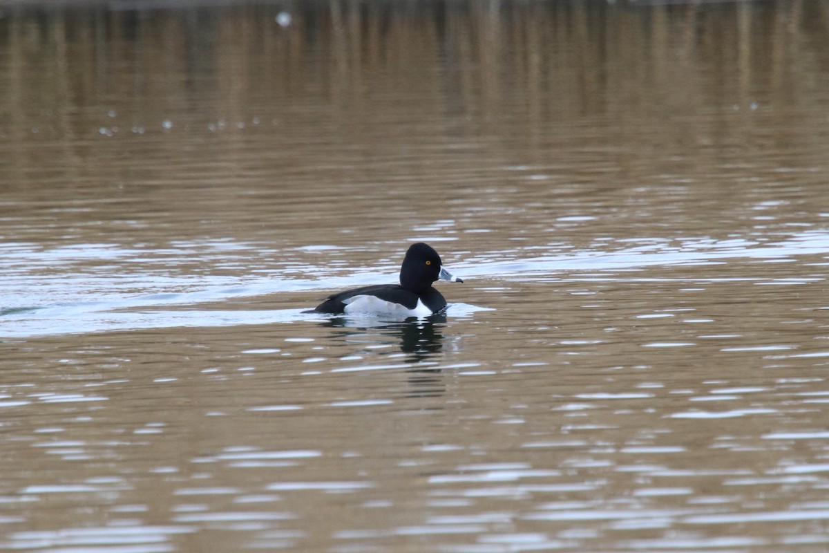 Ring-necked Duck - ML298831321
