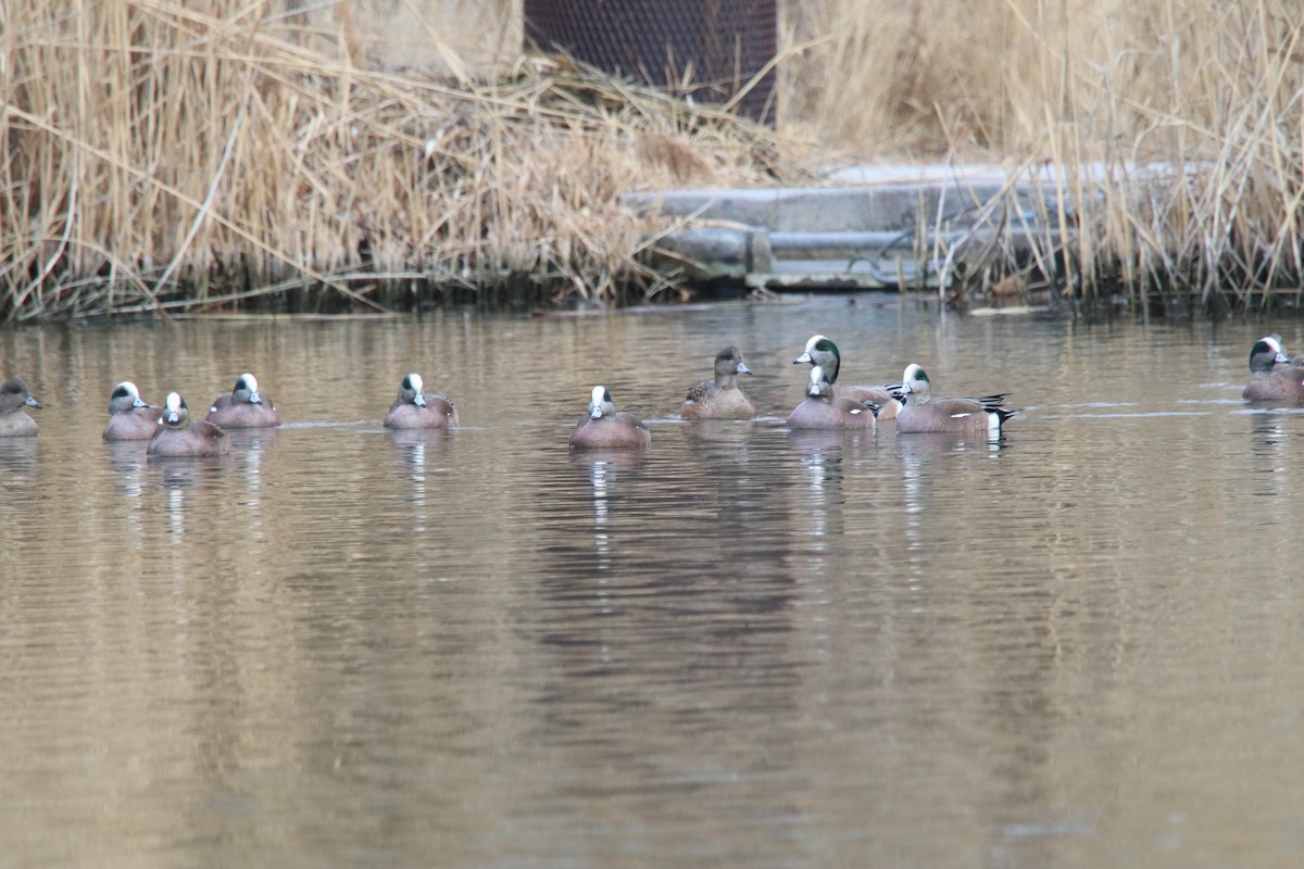 American Wigeon - Carly Farley