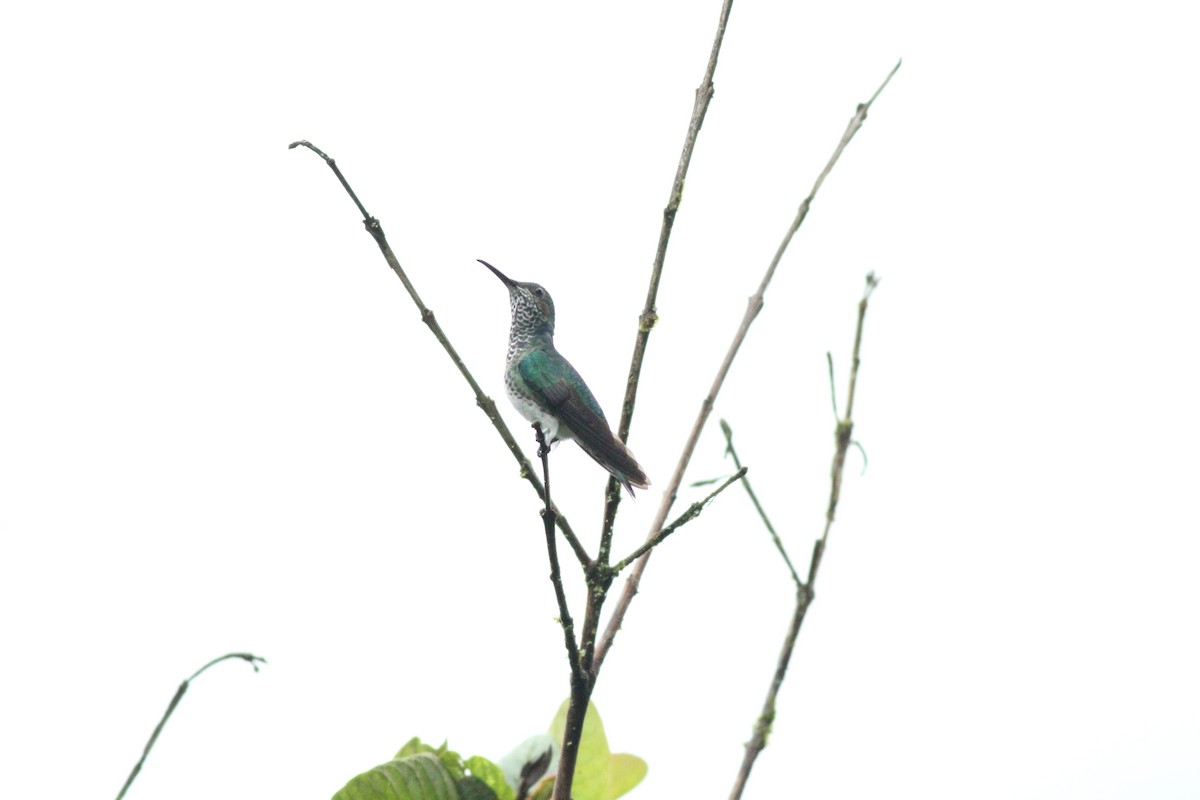 kolibřík bělokrký - ML298831851