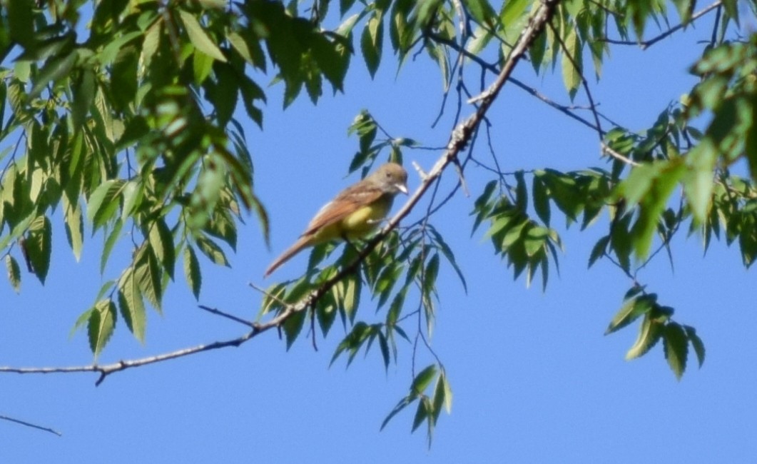 Great Crested Flycatcher - ML29883221