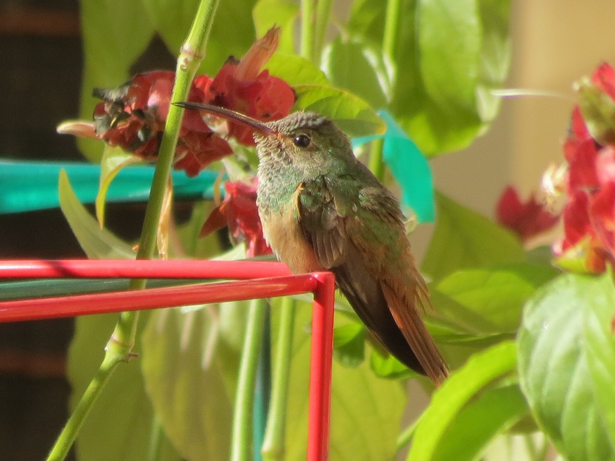 Buff-bellied Hummingbird - Sam Fruehling