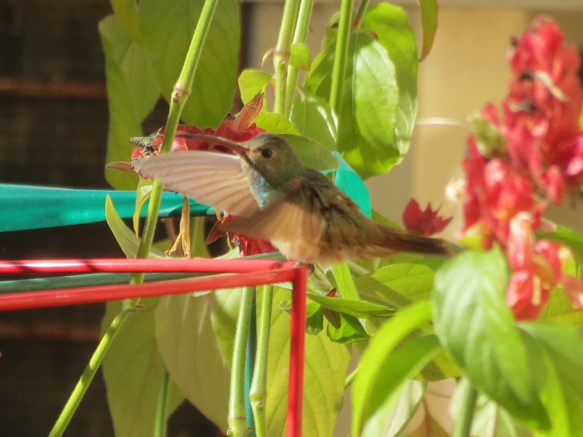 Buff-bellied Hummingbird - ML298833171