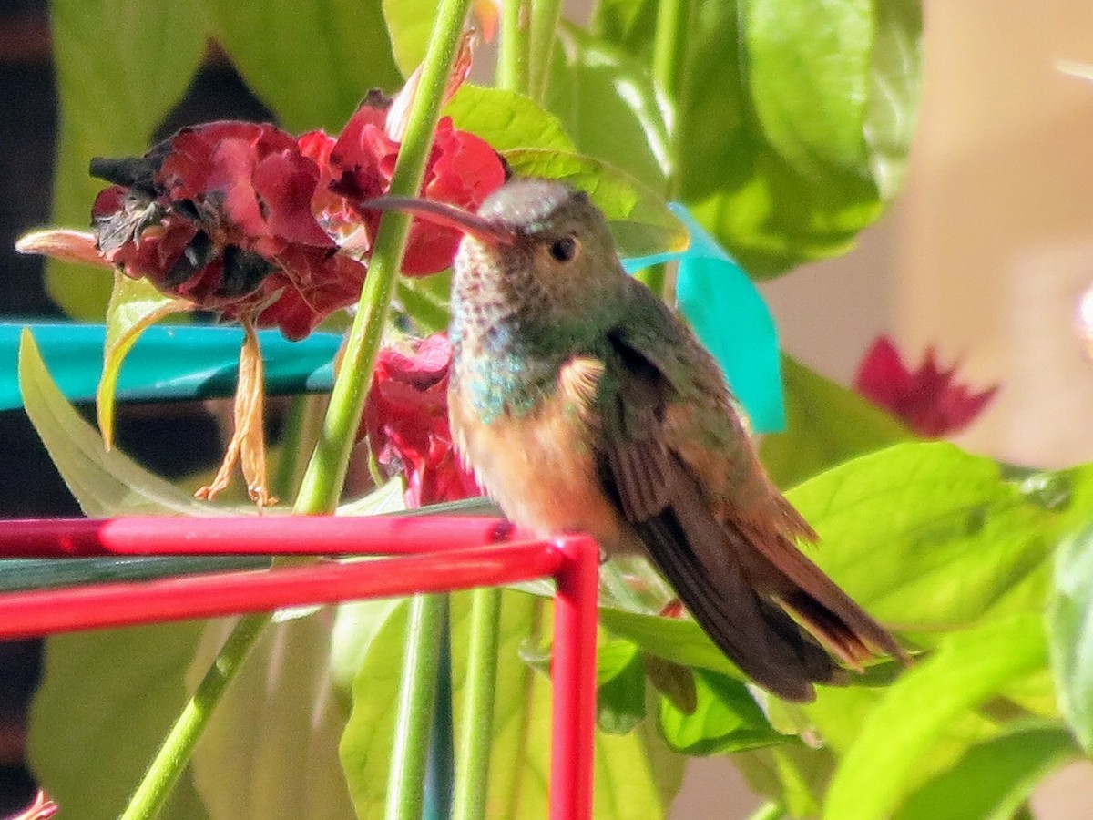 Buff-bellied Hummingbird - Sam Fruehling
