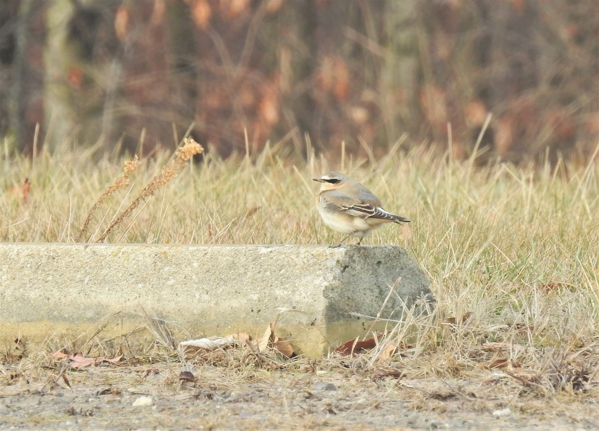 Northern Wheatear - ML298833501