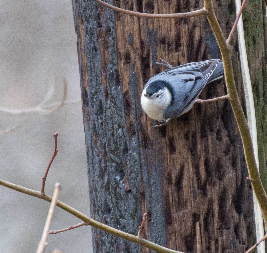 White-breasted Nuthatch - Liz Pettit