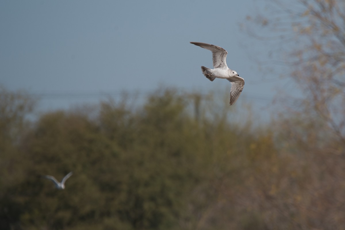 Ring-billed Gull - ML298835351