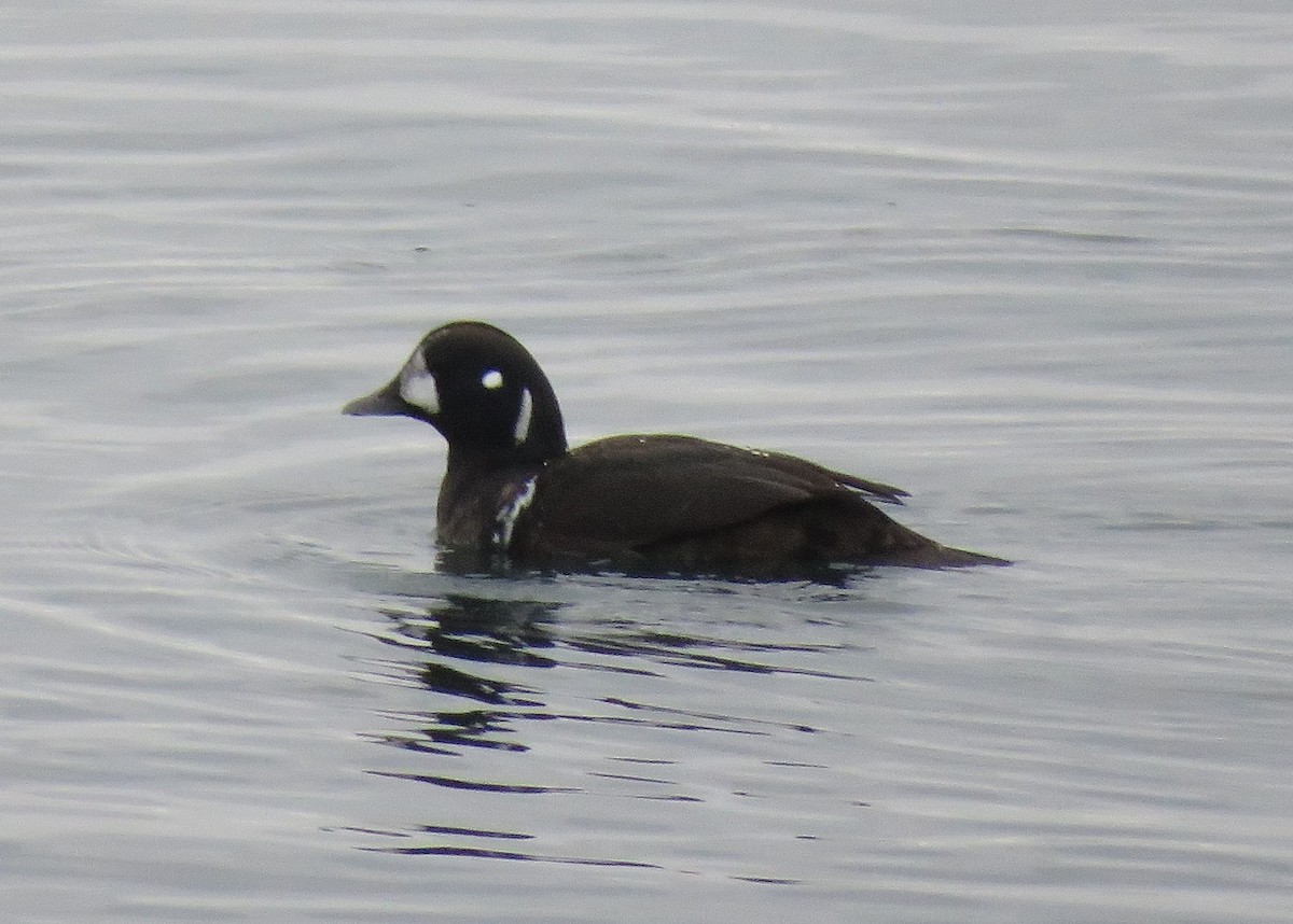 Harlequin Duck - ML298836681