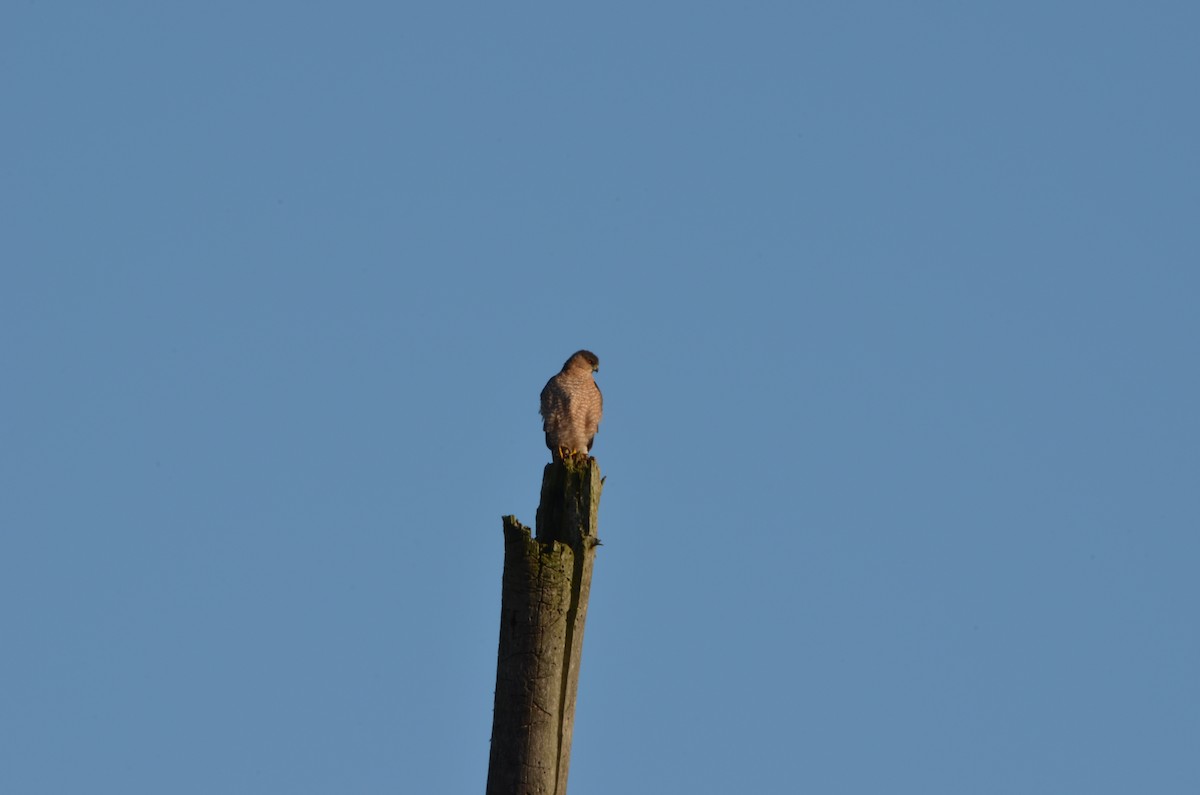 Cooper's Hawk - ML298836861