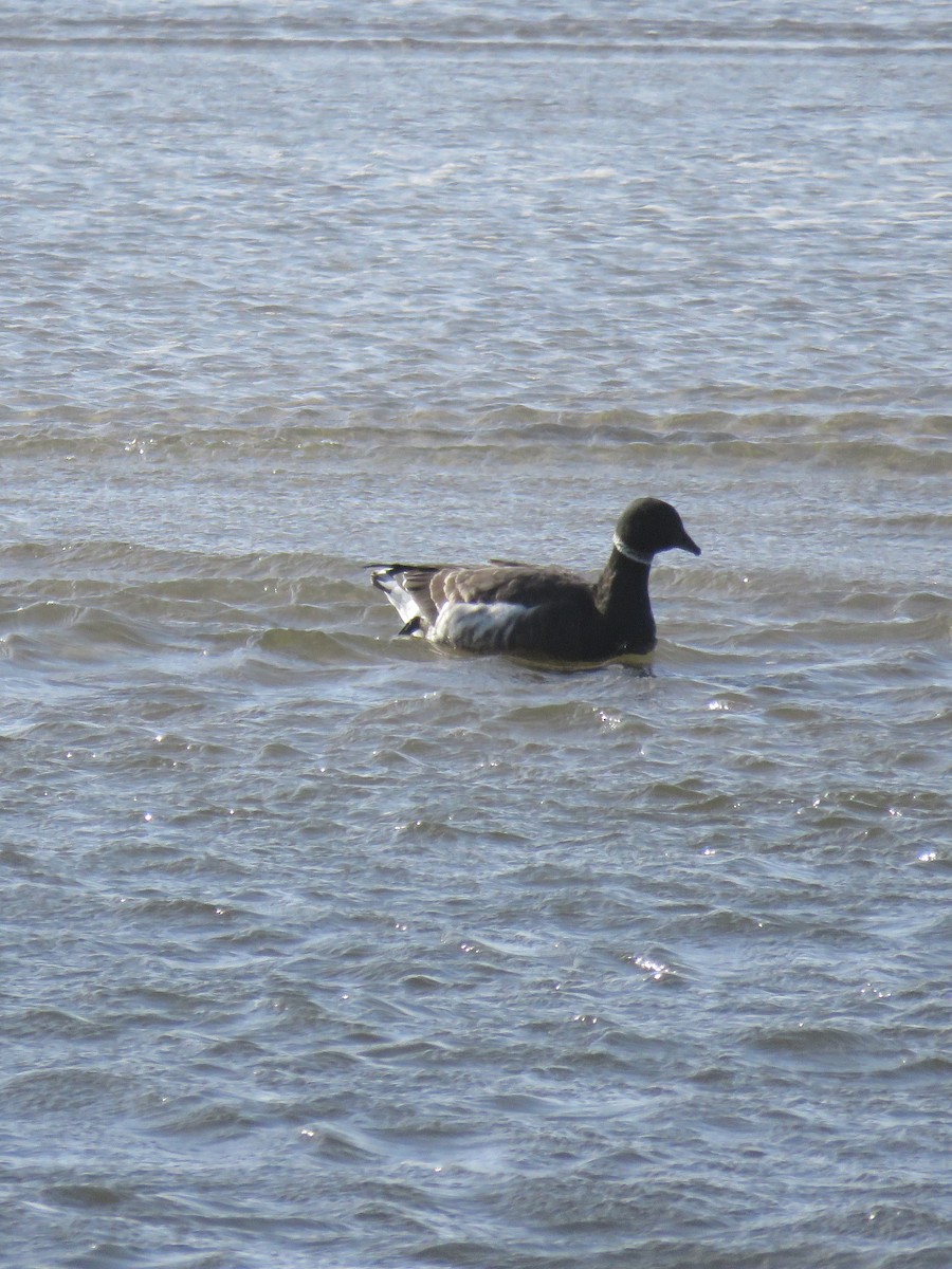 Brant - ML298837051