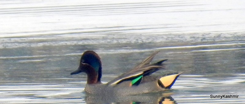 Green-winged Teal - ML298837531