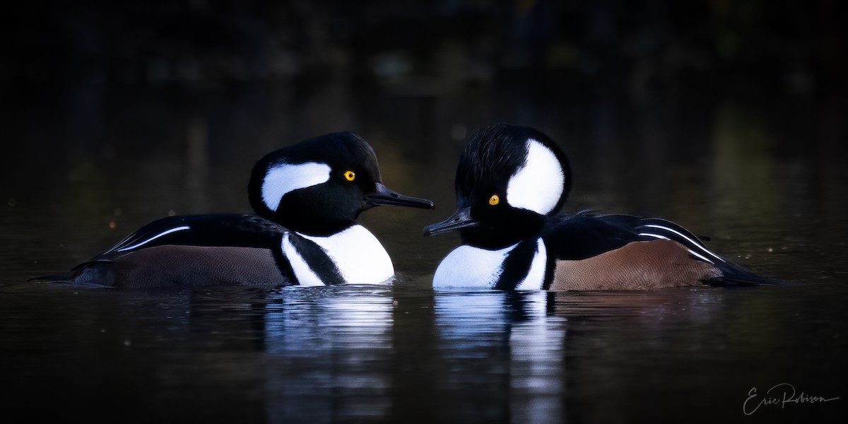 Hooded Merganser - Eric Robison