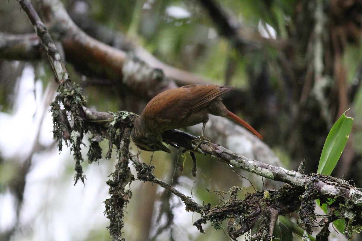 Scaly-throated Foliage-gleaner (Spot-breasted) - Jillian Ditner