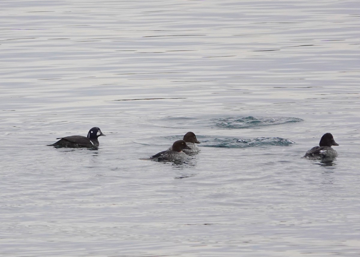 Harlequin Duck - ML298840251